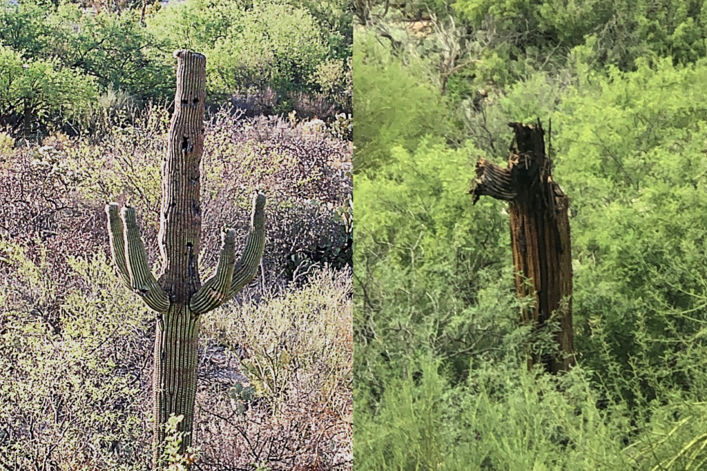 Two photos of our beloved, lost saguaro. Left: the saguaro before it fell. Right: its remains in the summer of 2022.
